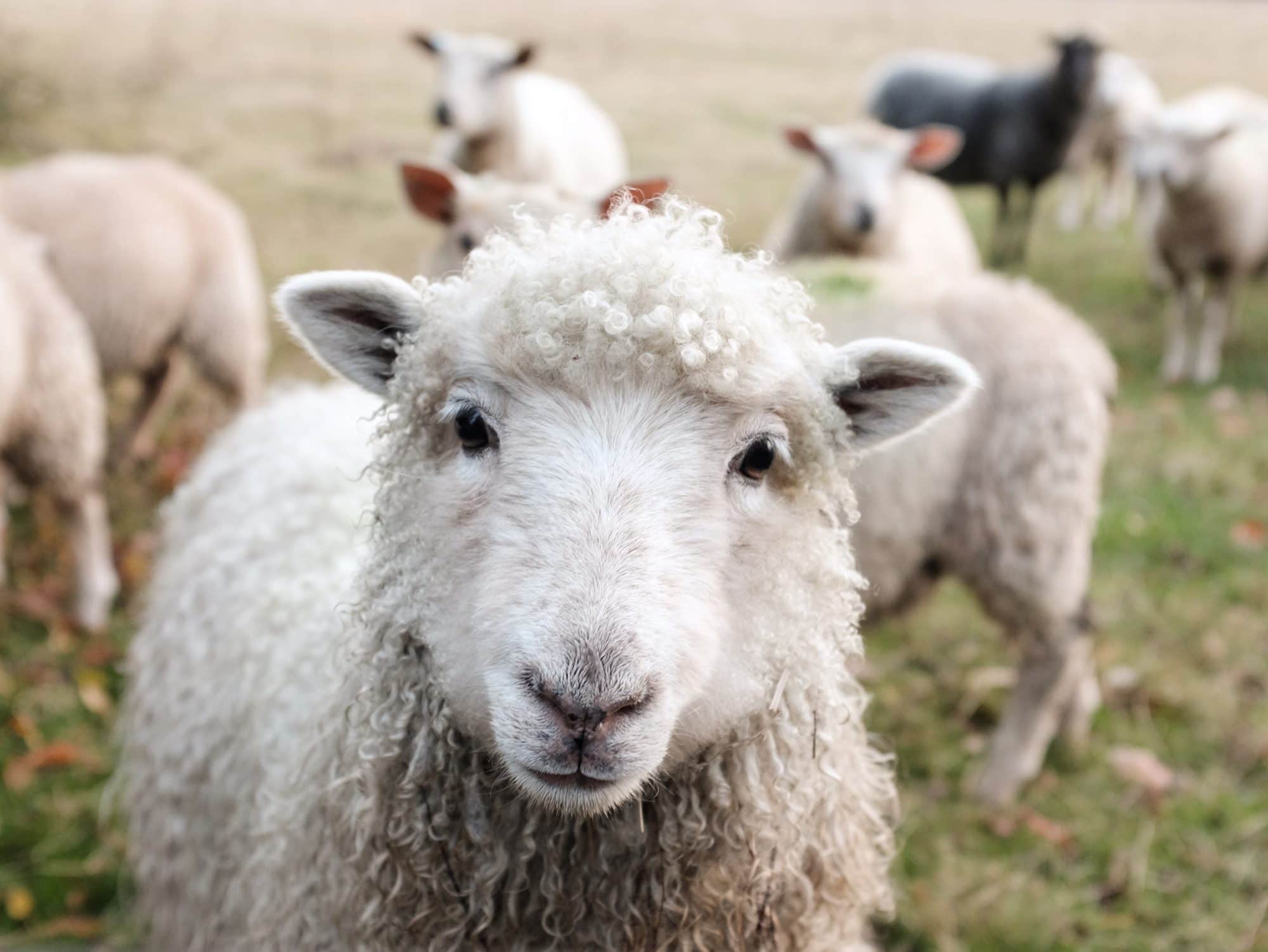 A sheep, source of sustainable materials for footwear