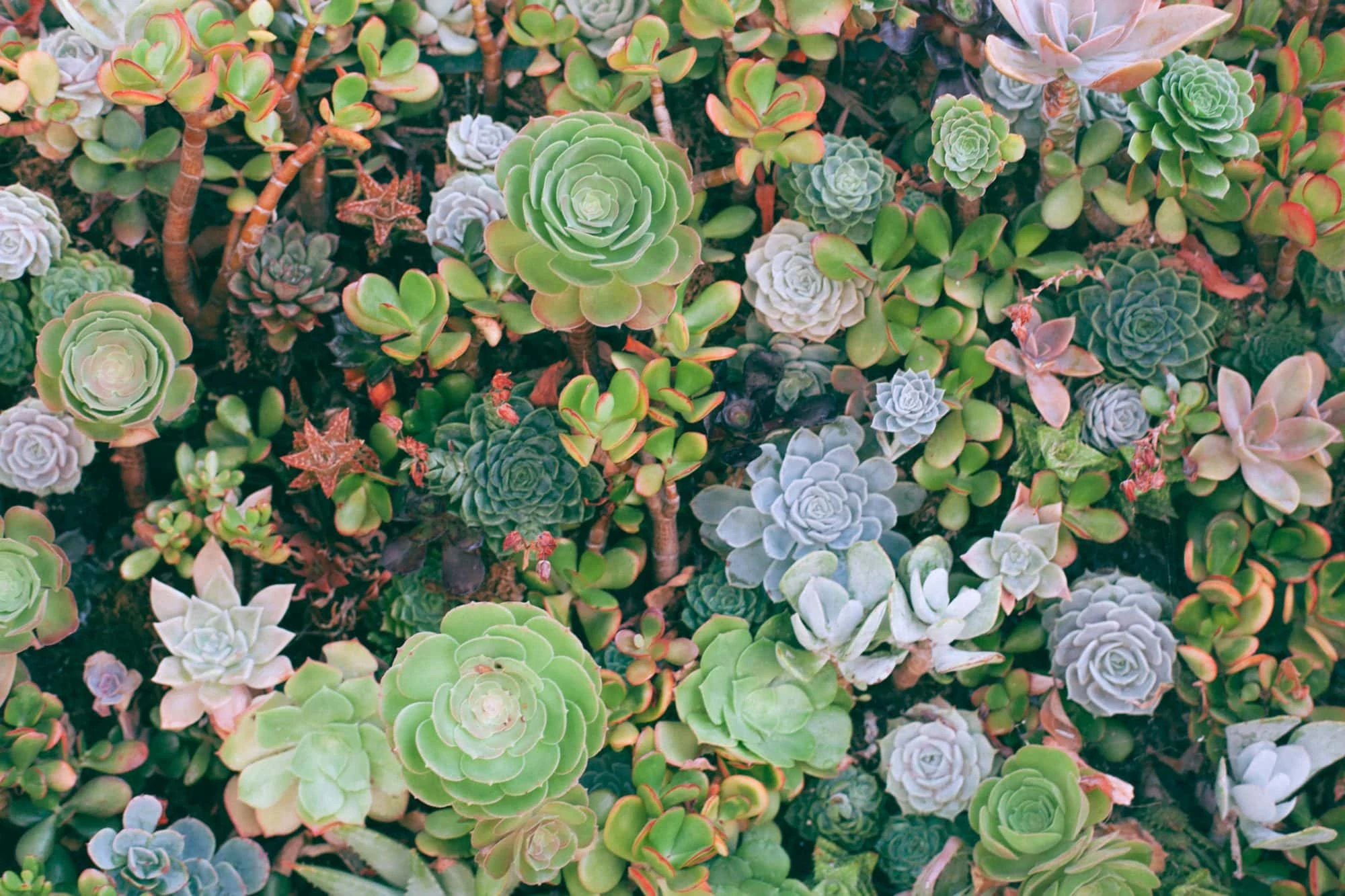 Biophilic Design